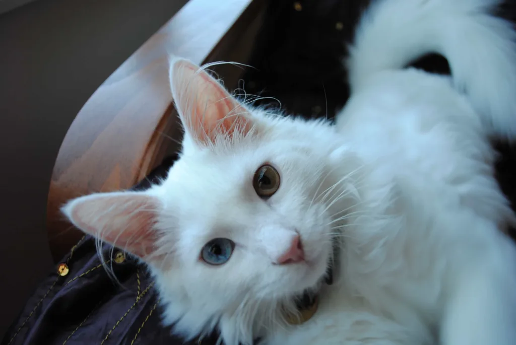 Turkish Angora cat | catplanning.com