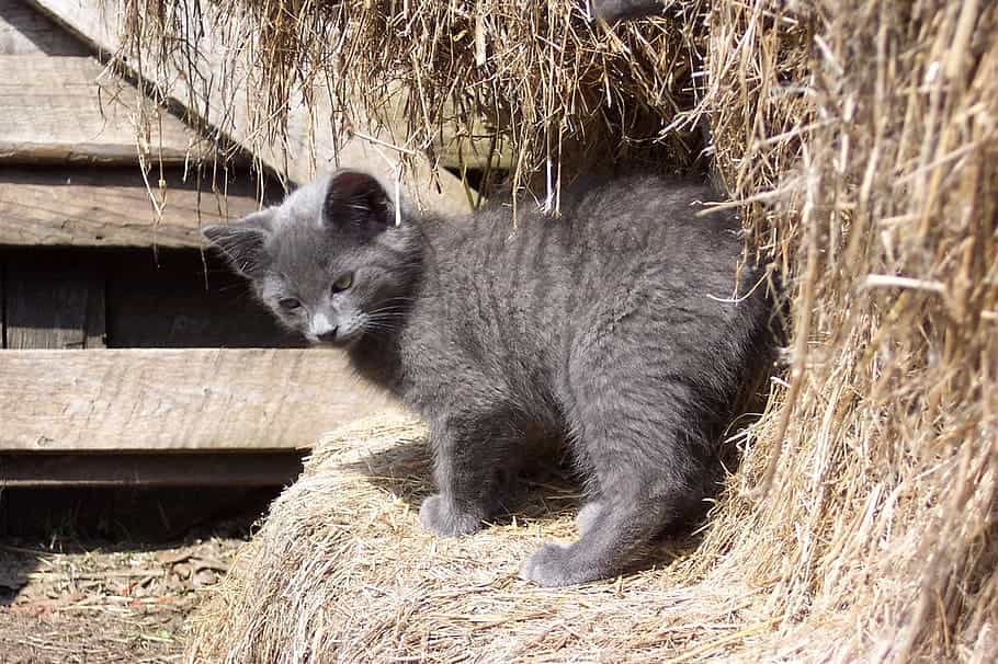 Types of Barn cats | catplanning.com