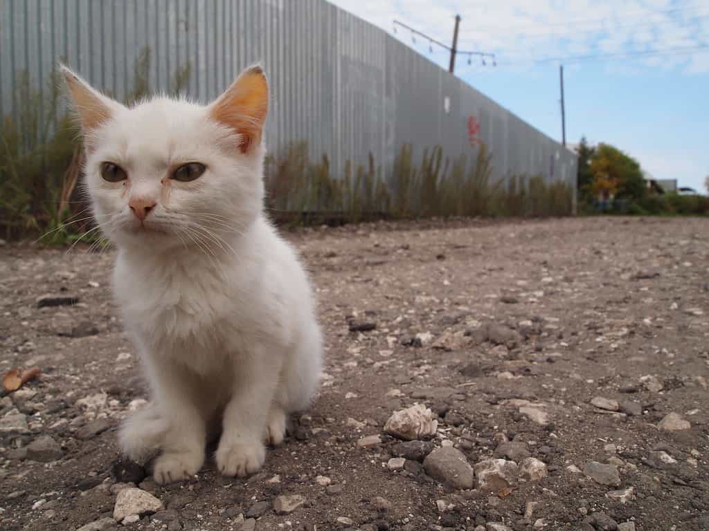 What are half-Albino cats or What are the degrees of Albinism | catplanning.com