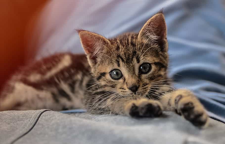 What exactly are Tabby cats | catplanning.com