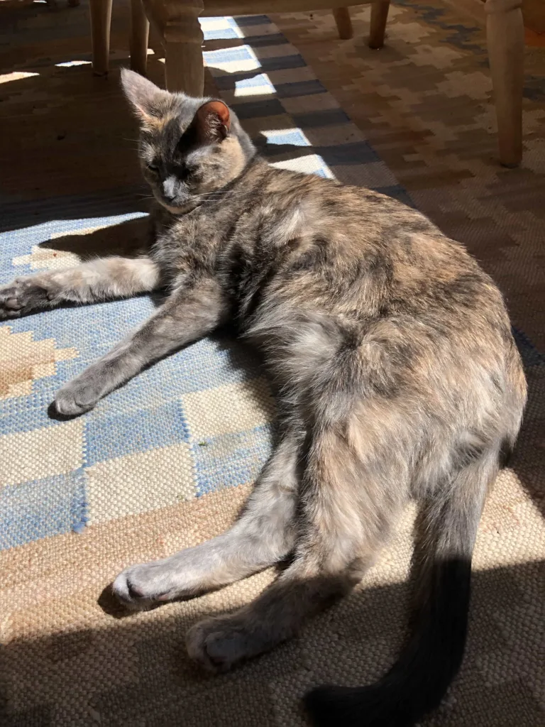 Why are Tortoiseshell cats mostly female | catplanning.com