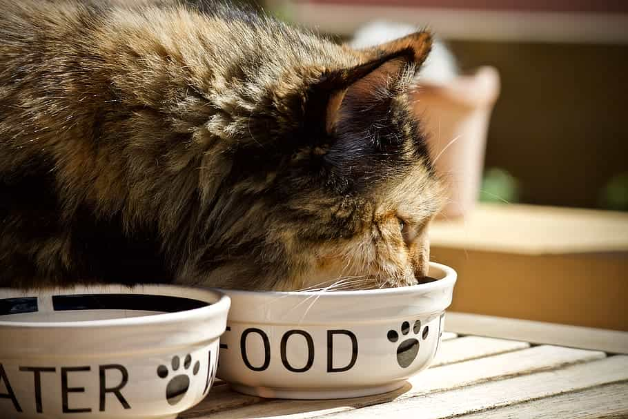 fresh Homemade cat food | Catplanning.com