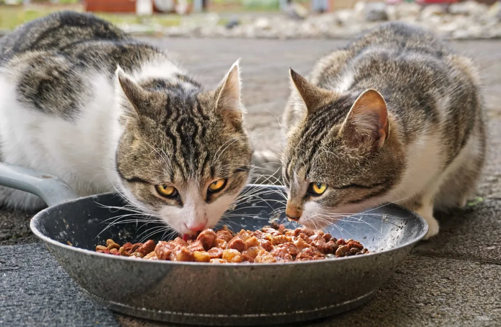 Diabetic Homemade Cat food