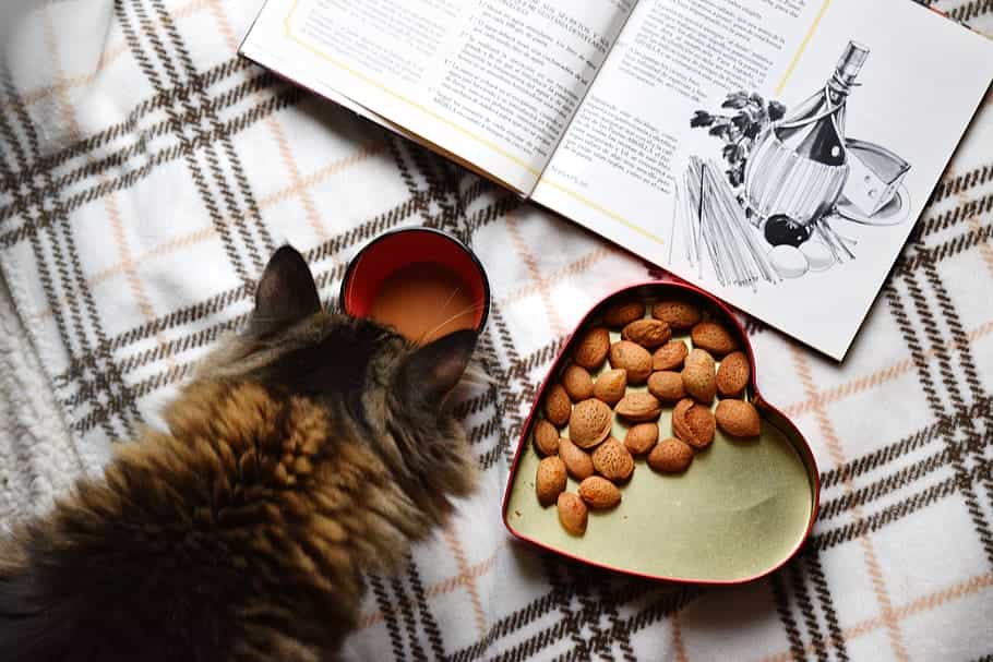 Vet approved homemade Cat Food. | Catplanning.com