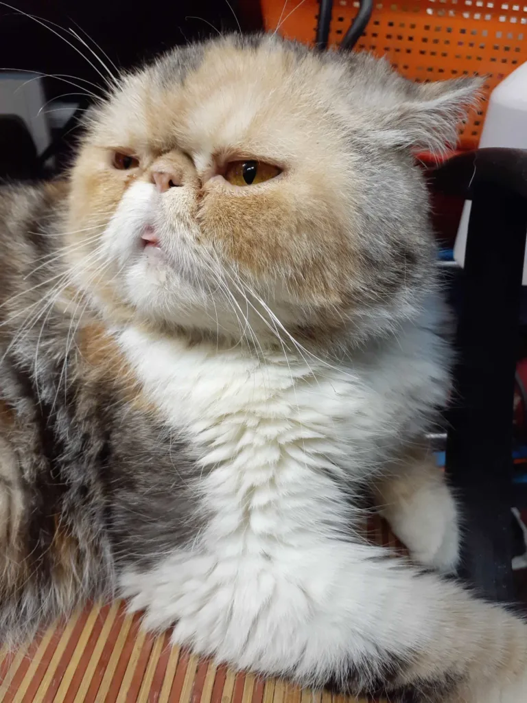 temperament and nature of the Exotic Shorthair breed | catplanning.com