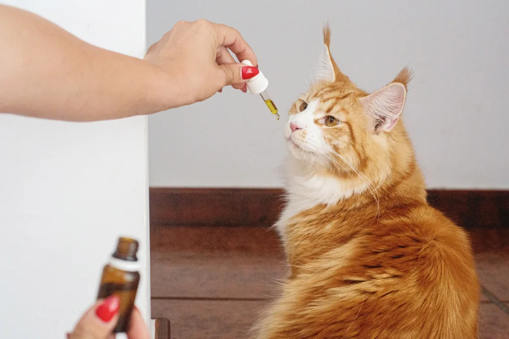 Cat being vaccinated | Catplanning.com