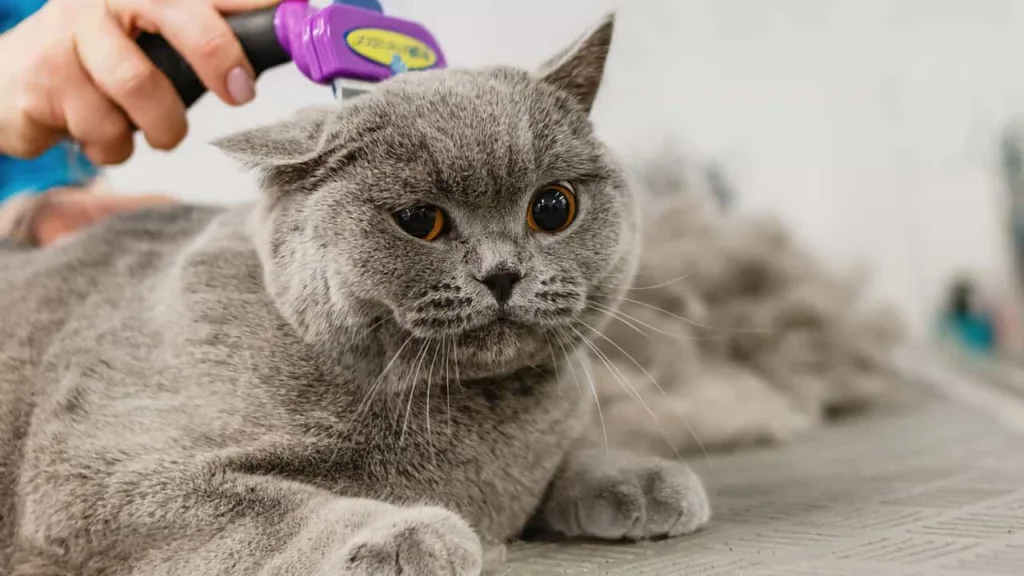 How to groom a cat and trim cat nails| Catplanning.com