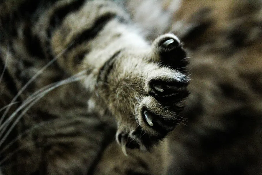 cat's toenail and claw problem | Catplanning.com